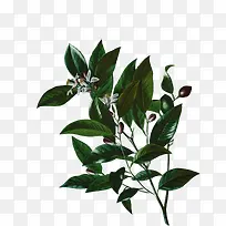 树枝树叶-空若网 树枝树叶-空若网