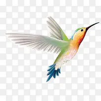 手绘彩色飞翔小鸟-空若网 手绘彩色飞翔小鸟-空若网