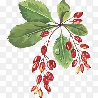 水果矢量图葡萄红枣-空若网 水果矢量图葡萄红枣-空若网