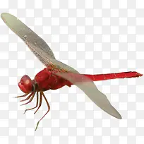 夏日飞翔蜻蜓昆虫-空若网 夏日飞翔蜻蜓昆虫-空若网