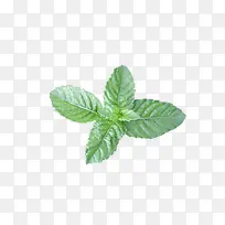 仙人草 凉粉草-空若网 仙人草 凉粉草-空若网