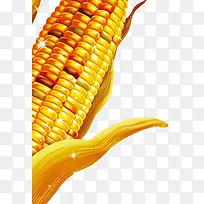 玉米-空若网 玉米-空若网