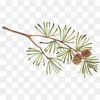 手绘的松树枝素材-空若网 手绘的松树枝素材-空若网