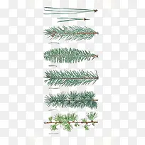 松树枝-空若网 松树枝-空若网