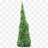 高清摄影绿色的松树-空若网 高清摄影绿色的松树-空若网