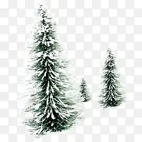 高清摄影冬天的松树圣诞树效果-空若网 高清摄影冬天的松树圣诞树效果-空若网