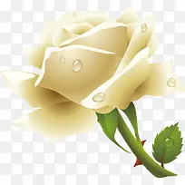 白色唯美露珠花朵-空若网 白色唯美露珠花朵-空若网