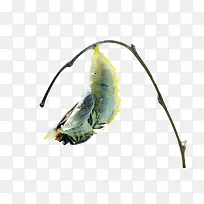 昆虫破茧蜕变-空若网 昆虫破茧蜕变-空若网