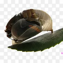 ��Ҷ�����Ƽ�-������