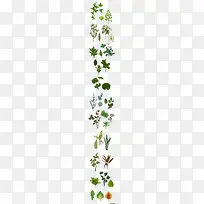 各种植物的绿叶素材 png素材-空若网 各种植物的绿叶素材 png素材-空若网