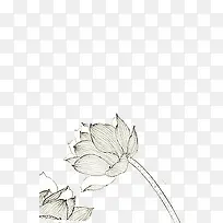 白色手绘简约莲花-空若网 白色手绘简约莲花-空若网