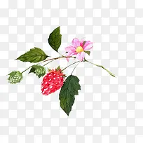 水果草莓古风-空若网 水果草莓古风-空若网