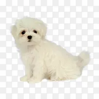 �ɰ���ɫë��С��-������