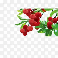 杨梅-空若网 杨梅-空若网