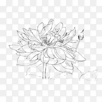 莲花手绘线稿-空若网 莲花手绘线稿-空若网