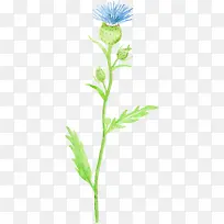 水彩蓝色花骨朵-空若网 水彩蓝色花骨朵-空若网