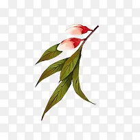 ˮ�ʻ��Ƕ� ��ɫҶ��-������