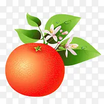 卡通水果西柚新鲜水果-空若网 卡通水果西柚新鲜水果-空若网