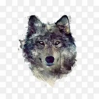 灰色水彩狼头-空若网 灰色水彩狼头-空若网