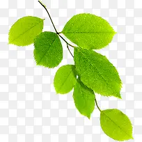 ´ºÌìÑô¹âÇåÐÂÊ÷Ö¦-¿ÕÈôÍø ´ºÌìÑô¹âÇåÐÂÊ÷Ö¦-¿ÕÈôÍø