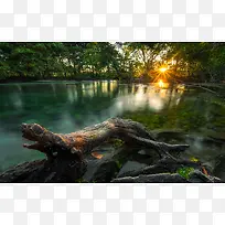 鳄鱼阳光树枝宽屏-空若网 鳄鱼阳光树枝宽屏-空若网