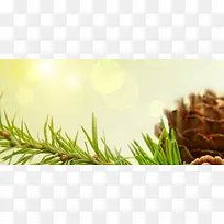 植物梦幻背景-空若网 植物梦幻背景-空若网