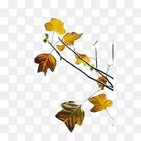 ������ͩҶ����ز�-������