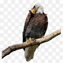 树枝上的老鹰-空若网 树枝上的老鹰-空若网