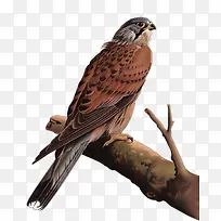 树枝上的老鹰-空若网 树枝上的老鹰-空若网