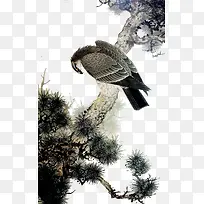 老鹰-空若网 老鹰-空若网