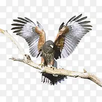 ��֦�ϵ�ӥ-������