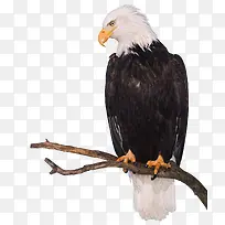 ӥվ����֦��-������