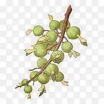 果树树枝手绘果子数字-空若网 果树树枝手绘果子数字-空若网