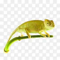 С��ɫ��-������