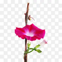 С���Ȼ� ֦�� ��֦ ��ɫ png�ز�-������