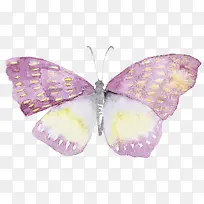 紫色蝴蝶-空若网 紫色蝴蝶-空若网