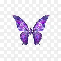 紫色的蝴蝶-空若网 紫色的蝴蝶-空若网
