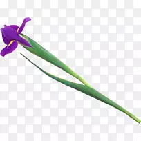 植物茎开花植物叶虹膜-空若网 植物茎开花植物叶虹膜-空若网