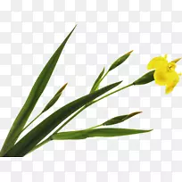 植物茎叶开花植物-虹膜-空若网 植物茎叶开花植物-虹膜-空若网