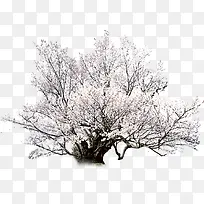 春日开放桃花大树-空若网 春日开放桃花大树-空若网