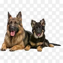 动物矢量图手绘动物 猎犬-空若网 动物矢量图手绘动物 猎犬-空若网