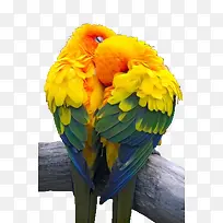 恋爱小鸟-空若网 恋爱小鸟-空若网