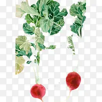 手绘红萝卜-空若网 手绘红萝卜-空若网