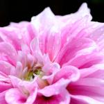 Fantastic Flowers by Chris Chung-