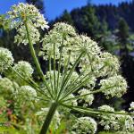 Mount Rainier by Christopher D Elliott-