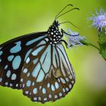 Butterflies of Nagpur by Mayur Kotlikar-