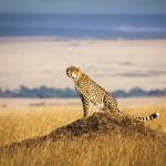 An African Safari-