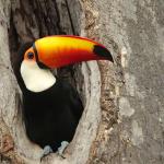 Amazon Wildlife PREMIUM-