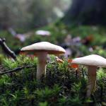 Mushrooms by Edian Annink-