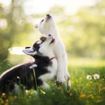 Dogs and Cats-